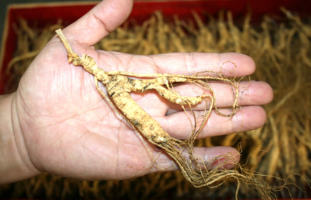 Ginseng