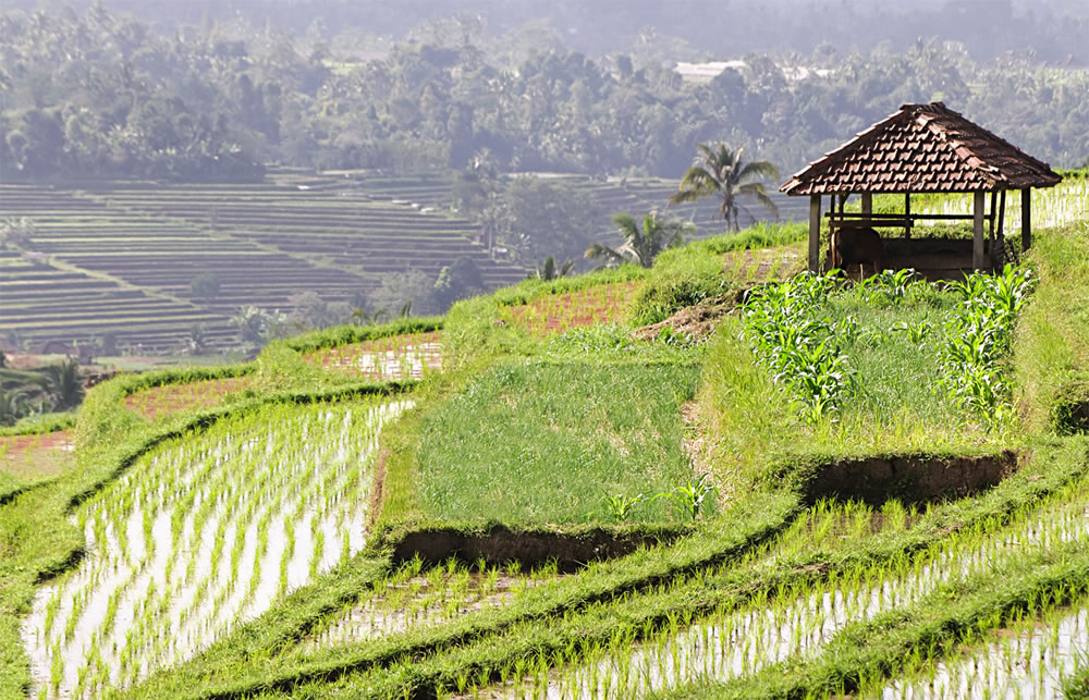 Eco-Sensitive Farming