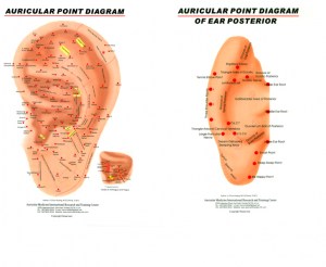 Ear Chart, Left Ear